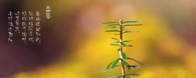 立春的民间风俗吃什么 介绍立春的民间风俗吃什么