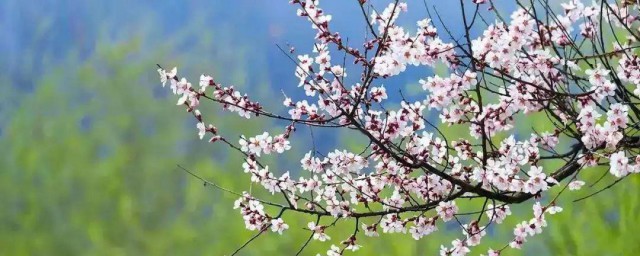 立春是开春的意思吗 简介立春是开春的意思吗