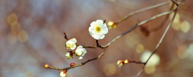 每年立春怎样确定 每年立春怎样确定