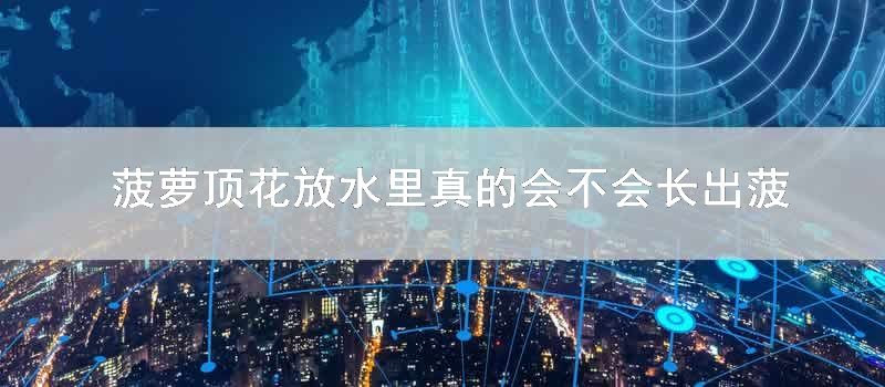 菠萝顶花放水里真的会不会长出菠萝