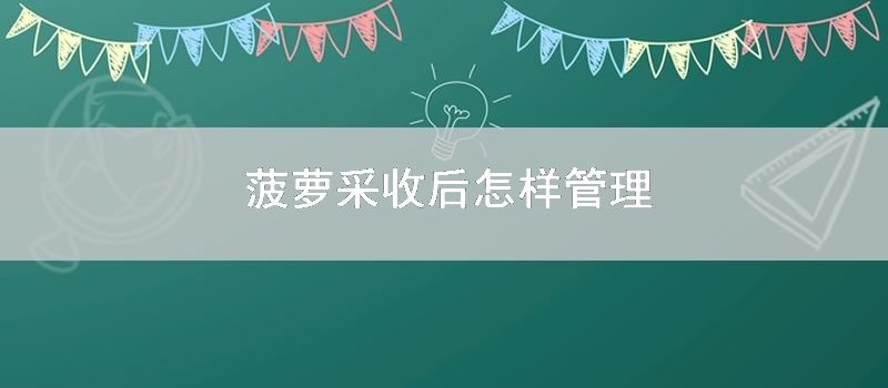 菠萝采收后怎样管理