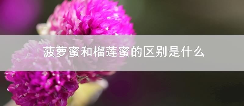 菠萝蜜和榴莲蜜的区别是什么