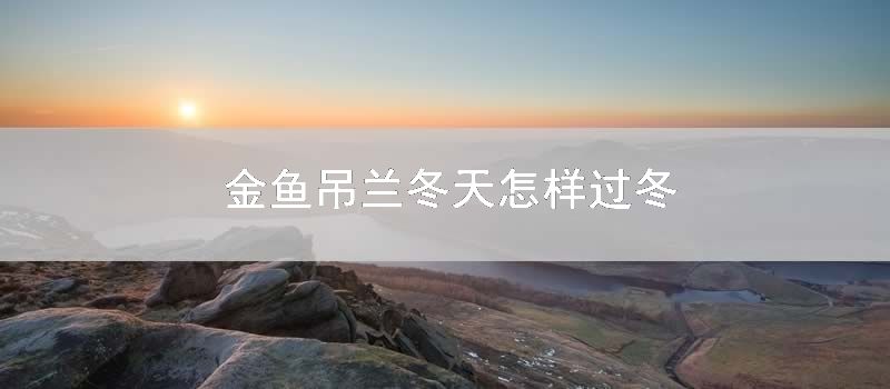 金鱼吊兰冬天怎样过冬