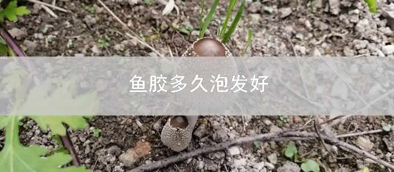 鱼胶多久泡发好