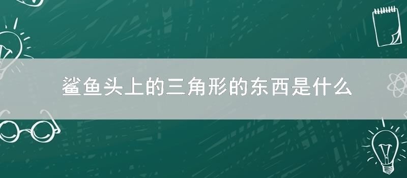 鲨鱼头上的三角形的东西是什么