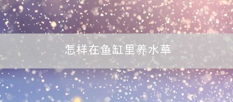 怎样在鱼缸里养水草