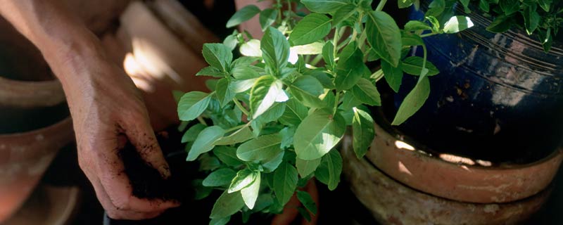 罗勒碎和欧芹碎的区别有哪些