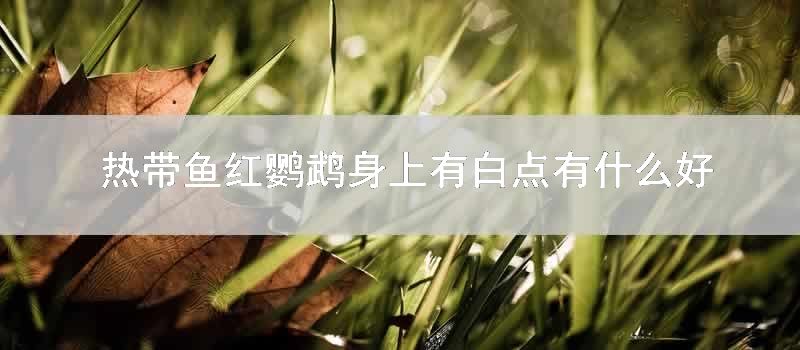 热带鱼红鹦鹉身上有白点有什么好办法