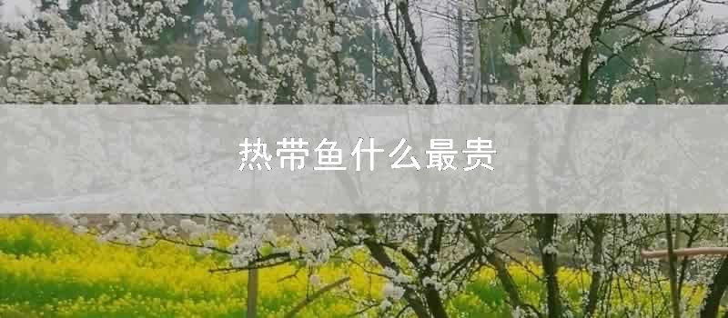 热带鱼什么最贵