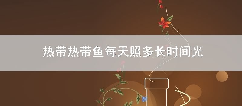 热带热带鱼每天照多长时间光