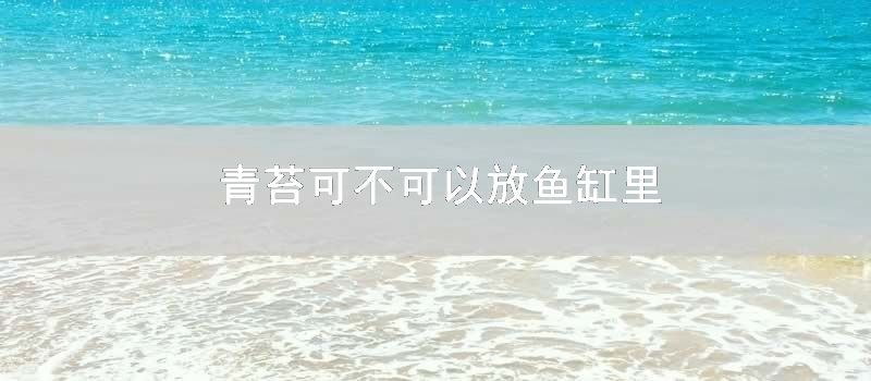 青苔可不可以放鱼缸里