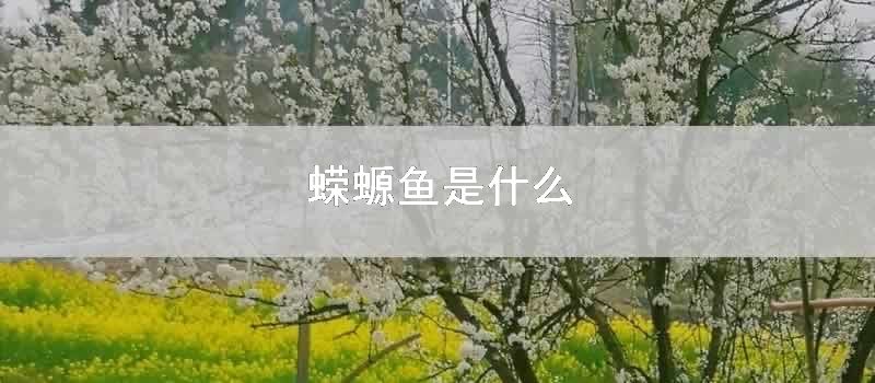 蝾螈鱼是什么