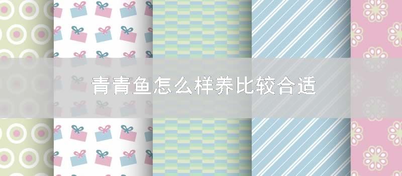 青青鱼怎么样养比较合适