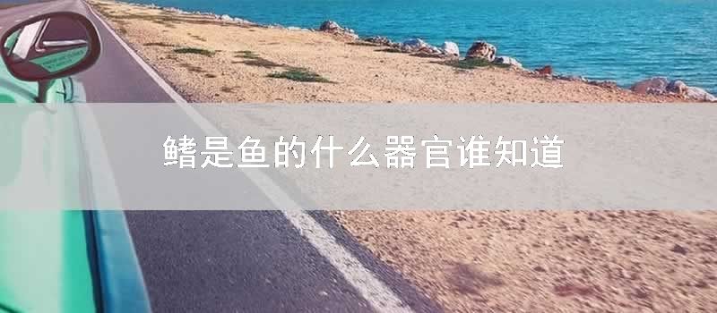 鳍是鱼的什么器官谁知道