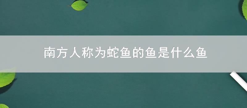 南方人称为蛇鱼的鱼是什么鱼