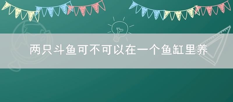 两只斗鱼可不可以在一个鱼缸里养