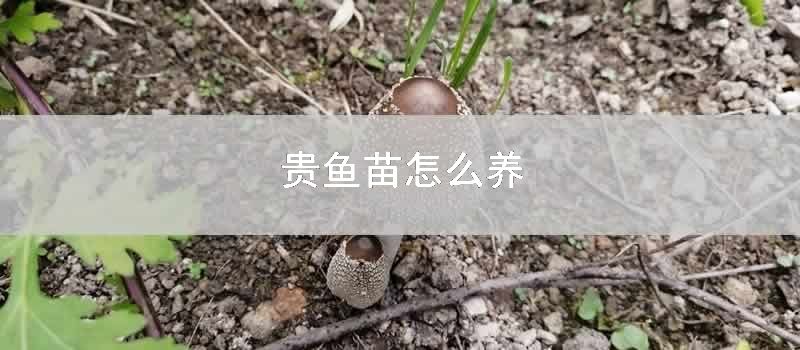 贵鱼苗怎么养