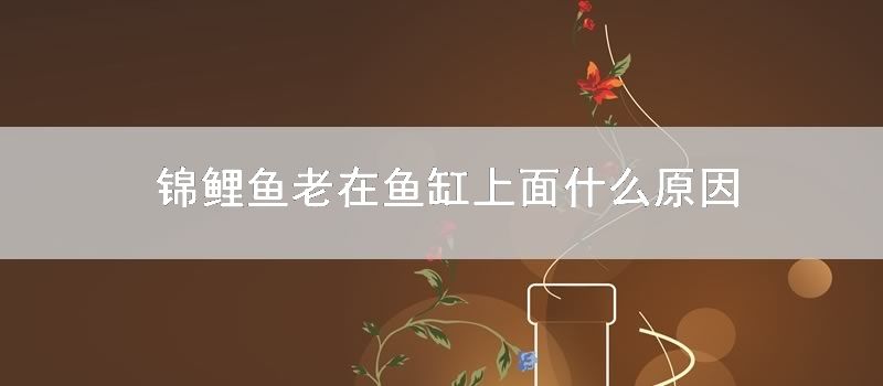 锦鲤鱼老在鱼缸上面什么原因