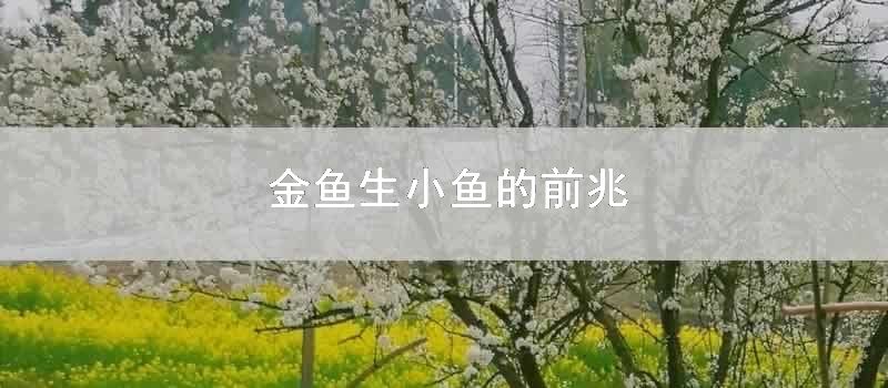 金鱼生小鱼的前兆