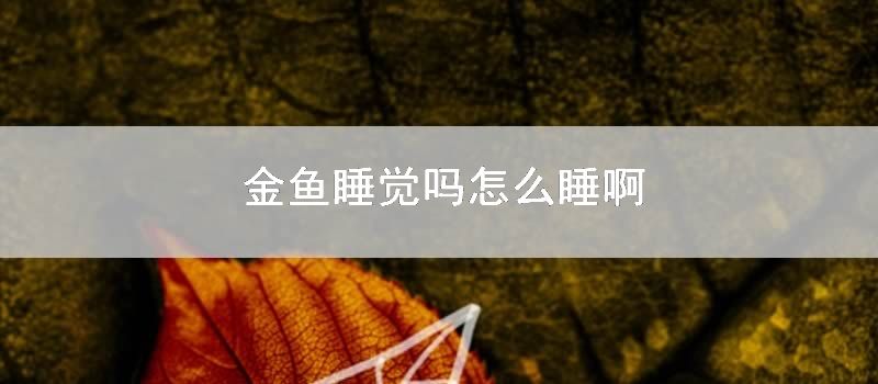 金鱼睡觉吗怎么睡啊
