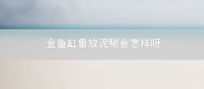 金鱼缸里放泥鳅会怎样呀