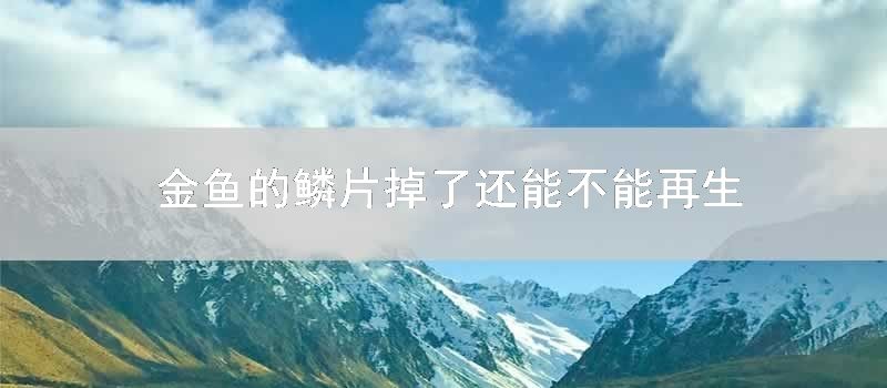 金鱼的鳞片掉了还能不能再生