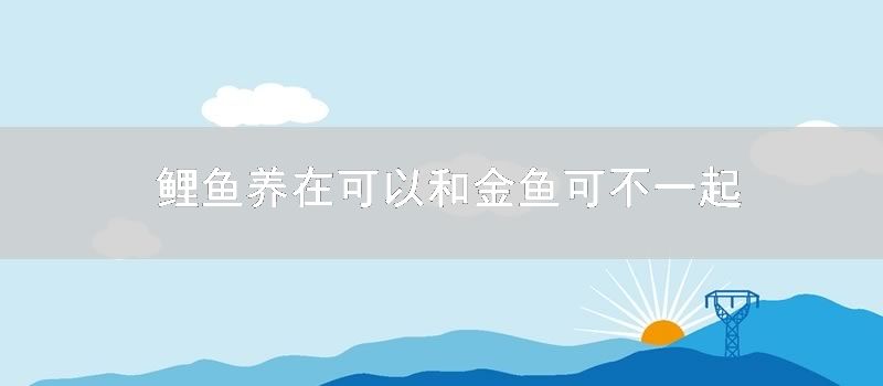 鲤鱼养在可以和金鱼可不一起