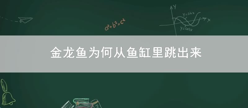 金龙鱼为何从鱼缸里跳出来