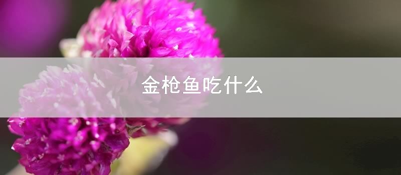 金枪鱼吃什么