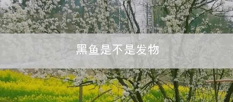 黑鱼是不是发物