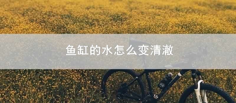 鱼缸的水怎么变清澈