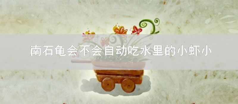 南石龟会不会自动吃水里的小虾小鱼