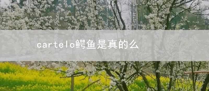 cartelo鳄鱼是真的么