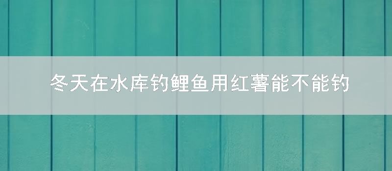冬天在水库钓鲤鱼用红薯能不能钓