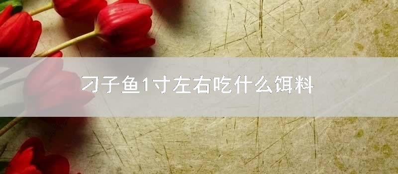 刁子鱼1寸左右吃什么饵料