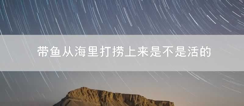 带鱼从海里打捞上来是不是活的