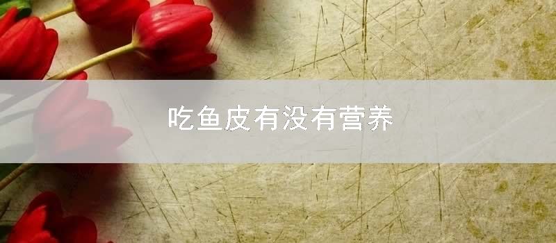 吃鱼皮有没有营养