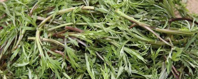 白蒿的炒制技巧 白蒿的炒制技巧次序