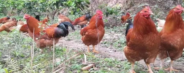 散养公鸡的最佳方法 散养鸡应该怎么育雏