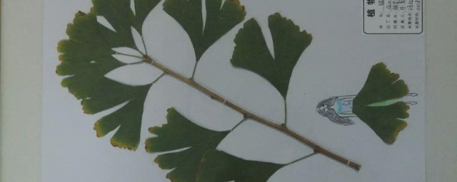 蕨类植物标本制作办法 介绍蕨类植物标本制作办法