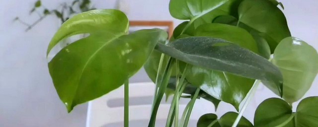 龟背竹除甲醛最佳技巧 龟背竹怎样除甲醛