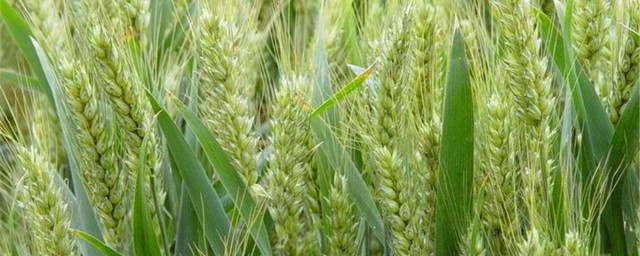 家里种小麦技巧 怎样种小麦
