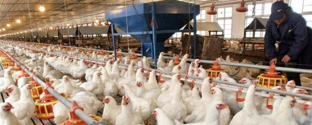 肉鸡限制饲养的技巧 肉鸡限制饲养要注意什么