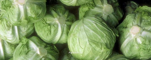 圆白菜咸菜的腌制方法 介绍圆白菜咸菜的腌制要领
