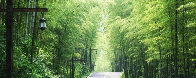 南山竹的养植技巧 怎样养植南山竹