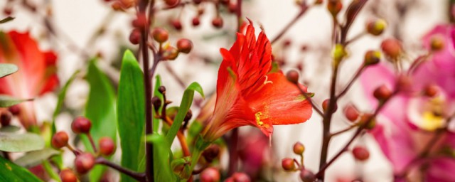 干花插花有哪些要领 干插花如何养护