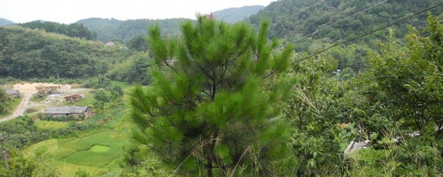 野生山松种植要领 简述野生山松种植要领