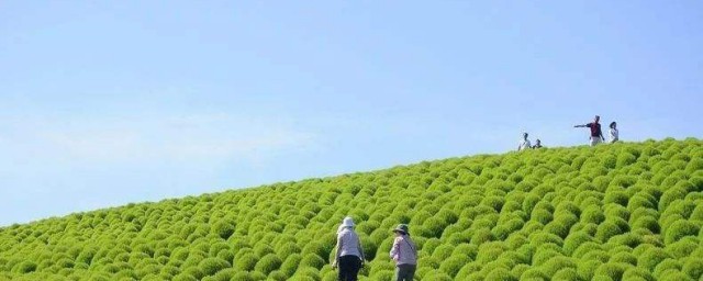 红地肤种植时间和要领 红地肤的养殖技术