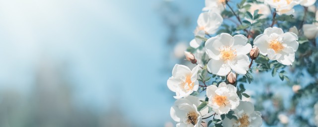 春天朋友圈晒花的句子文案 适合春天赏花发的句子