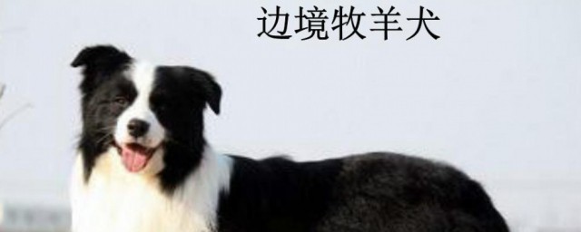 边牧犬训练教程合集 边牧犬怎样训练